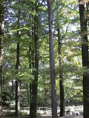 ʹ�������������������Ӱ���ı���Ƭ�о�