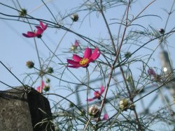 ʹ����������������ʻ���ͼ��