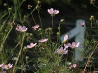 ʹ����������������ʻ���ͼ��