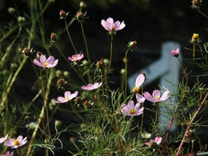 ʹ����������������ʻ���ͼ��