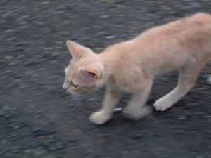 ���ġ������㶯����Ƭ�ķ���