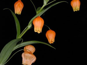 ʹ�������������������һƬ��ڵ�ԭ��(ͼ)